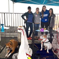 JHRTS 2016 Ace of Hearts Dog Rescue Pet Adoption